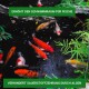 Bunte Koi-Fische schwimmen in einem dunklen Teich mit grünen Pflanzen, mit Text über die Erhöhung des Schwimmraums und die Verhinderung von Algen-Sauerstoffmangel.