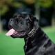 Zwarte mastiffhond met een brede leren halsband, hijgend met de tong uit, portret tegen een onscherpe groene buitenachtergrond.