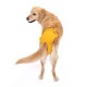 Ein Golden Retriever trägt eine leuchtend gelbe Hundewindel, mit dem Rücken zur Kamera, die seinen flauschigen Schwanz und die Hinterbeine zeigt.