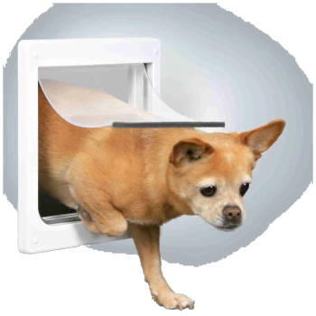 Ein kleiner brauner Hund, möglicherweise ein Chihuahua, kommt aus einer weißen Haustür heraus und schaut neugierig nach draußen.