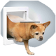 Ein kleiner brauner Hund, möglicherweise ein Chihuahua, kommt aus einer weißen Haustür heraus und schaut neugierig nach draußen.
