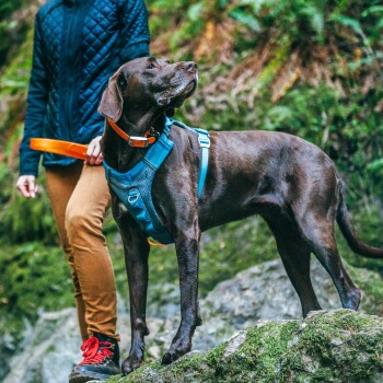 Ein brauner Hund mit einem blauen Geschirr steht auf einem Felsen im Wald, während eine Person eine orangefarbene Leine in der Nähe hält.