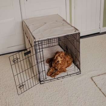 Eine gemütliche Hundebox mit einer weichen Decke im Inneren, in der ein lockiger brauner Hund bequem am Eingang ruht.