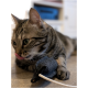 Getigerte Katze liegt mit herausgestreckter Zunge auf Holzboden und hält ein schwarzes Filzmaus-Spielzeug mit weißer Schnur.