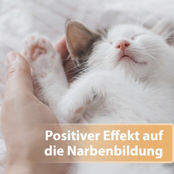 Eine Nahaufnahme eines schlafenden Kätzchens, das sanft von einer Hand gehalten wird, mit dem Text "Positiver Effekt auf die Narbenbildung" überlagert.