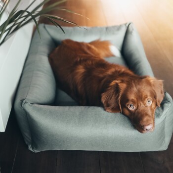 Ein entspannter brauner Hund, der seinen Kopf auf die Kante eines weichen, grauen Haustierbettes legt, mit einem warmen Holzboden und einer Pflanze im Hintergrund.