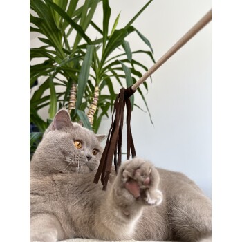 Eine verspielte hellgraue Katze mit bernsteinfarbenen Augen greift nach einem braunen Feder-Spielzeug, das an einem Stock befestigt ist, umgeben von grünen Pflanzen.