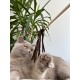 Eine verspielte hellgraue Katze mit bernsteinfarbenen Augen greift nach einem braunen Feder-Spielzeug, das an einem Stock befestigt ist, umgeben von grünen Pflanzen.