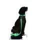 Ein dunkelbrauner Hund sitzt stolz da, trägt ein leuchtend neongrünes Halsband und eine Leine, vor einem schwarzen Hintergrund.