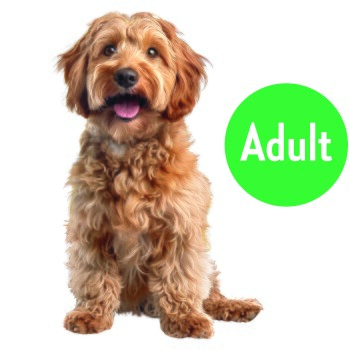 Lockiger brauner Hund sitzt vor weißem Hintergrund, Gesicht unscharf mit quadratischer Überlagerung, grüner Kreis mit der Aufschrift 'Adult'.