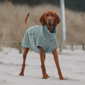 Ein brauner Hund, der einen weichen, hellblauen Haustier-Hoodie trägt, steht an einem sandigen Strand, umgeben von hohem Gras und Holzpfosten.