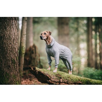 Ein brauner Hund, der einen grauen Overall trägt, steht auf einem moosbedeckten Baumstamm im Wald und schaut aufmerksam in die Ferne.