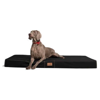 Ein grauer Weimaraner-Hund mit rotem Halsband liegt auf einem schwarzen Hundebett und schaut aufmerksam zur Seite.