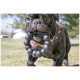 Schwarze Französische Bulldogge trägt ein Geschirr mit Dinosaurier‑Muster und hält draußen ein schwarzes, perlenbesetztes Ring-Kauspielzeug im Maul.