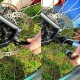 Nahaufnahme einer Person, die die hintere Scheibenbremse eines Fahrrads einstellt, mit Händen, die den Bremshebel und die Komponenten vor einem grasbewachsenen Hintergrund manipulieren.