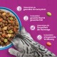 Silbergetigerte Katze frisst Trockenfutter aus blauem Napf vor pinkem Hintergrund; Vorteile: Immunsystem, Haut & Fell, Harnwege, Verdauung