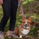 Person in schwarzer Hose hält lavendel- und beigefarbene Leinen, Pembroke Welsh Corgi sitzt auf dem Gras und trägt ein lila Halsband.