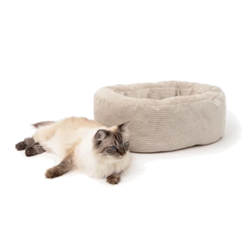 Flauschige blauäugige Katze liegt neben einem beigen, runden Cord-Katzenbett vor weißem Hintergrund.