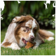 Ein flauschiger Hund liegt auf grünem Gras, umgeben von verschwommenem Grün, und zeigt ein entspanntes und verspieltes Verhalten.