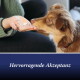 Brauner Hund schnuppert an einer Tablette in der Hand einer Person; blauer Banner mit der Aufschrift “Hervorragende Akzeptanz”.