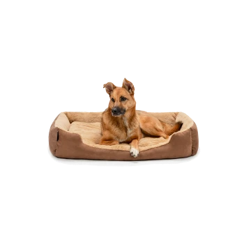 Ein brauner Hund, der bequem auf einem plüschigen Hundebett mit einem weichen beigen Innenraum ruht und aufmerksam in die Kamera schaut.