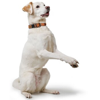 Ein weißer Hund sitzt aufrecht, trägt ein orange-schwarzes Halsband, mit erhobenen Vorderpfoten.