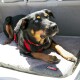 Un chien noir et feu aux yeux bleus repose sur un lit pour animaux KONG gris dans une voiture, portant un harnais rouge.