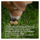 Eine Nahaufnahme der Schnauze eines Hundes, der einen knusprigen Käsesnack auf Gras schnüffelt, mit Text, der die Vorteile von Wildfang® vegetarischen Käsesnacks beschreibt.