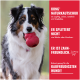 Hund hält rotes KONG-Spielzeug; rotes Feld mit der Aufschrift 'KONG NATURKAUTSCHUK' und 'ER SPLITTERT NICHT'.
