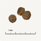 Trois morceaux de croquettes pour animaux de compagnie ronds et bruns sur un fond clair, avec une règle indiquant 1 cm pour référence de taille.