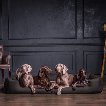 Vier Hunde verschiedener Rassen, darunter zwei graue und ein schwarzer, liegen zusammen auf einem plüschigen Hundebett in einem stilvollen Raum.