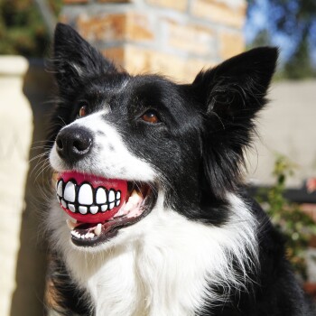 Schwarz-weißer Border Collie hält draußen einen roten Ball mit Cartoon-Zähnen im Maul.