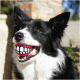 Schwarz-weißer Border Collie hält draußen einen roten Ball mit Cartoon-Zähnen im Maul.