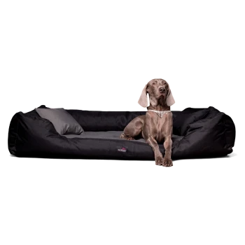 Ein elegantes schwarzes Hundebett mit einem grauen Kissen, auf dem ein entspannter Weimaraner-Hund liegt, der Komfort und Stil zeigt.