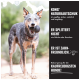 Blue Heeler-Hund, der ein schwarzes KONG-Spielzeug hält; rechte Tafel zeigt 'KONG NATURKAUTSCHUK', 'Er splittert nicht', 'Er ist zahnfreundlich'.