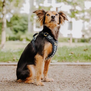 Ein kleiner Hund mit einem schwarz-braunen Fell sitzt auf Kies, trägt ein stilvolles schwarzes Geschirr mit einem dekorativen Muster, umgeben von Grün.