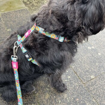 Schwarzer flauschiger Hund trägt ein buntes Geschirr und eine Leine mit Donut-Muster und "Mighty Paw" Anhängern auf einem Steinpflaster.