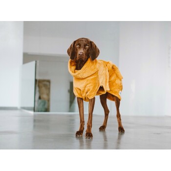 Ein brauner Hund, der einen flauschigen gelben Bademantel trägt, steht auf einem polierten Boden in einem hellen, modernen Raum.