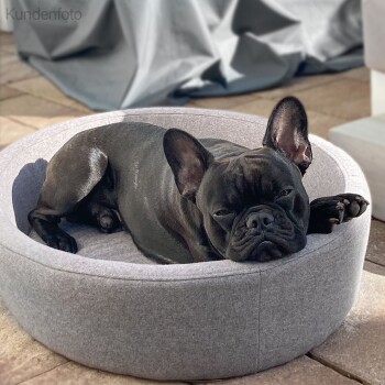 Ein schwarzer Französischer Bulldogge, der bequem in einem runden grauen Haustierbett liegt, mit einem entspannten Ausdruck und einer Pfote, die auf der Kante ruht.