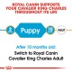 Cavalier King Charles Puppy 1.5 kg