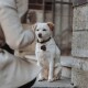 Ein kleiner weißer Hund mit braunen Ohren sitzt auf Steinstufen und schaut zu einer Person in einem beigen Mantel. Der Hund hat ein Halsband mit einem Anhänger.