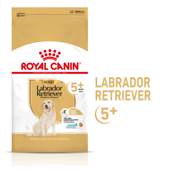 Royal Canin Adult Labrador Retriever hondenvoerzak, met een gouden ontwerp, met tekst die "5+ jaar" en "Healthy Aging Complex" benadrukt.