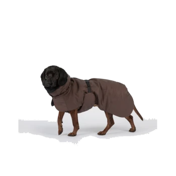 Hund trägt braunen wasserdichten Mantel mit Kapuze und schwarzem Schnallenriemen, steht vor weißem Hintergrund.