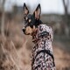 Ein Hund trägt einen stilvollen Regenmantel mit Leopardenmuster, mit dem Markennamen "PAIKKA" auf dem Rücken, schaut zurück zur Kamera.