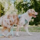 Ein glücklicher Australian Shepherd, der ein türkisfarbenes Geschirr und eine gemusterte Leine trägt, auf einem Kiesweg, umgeben von grünen Bäumen.