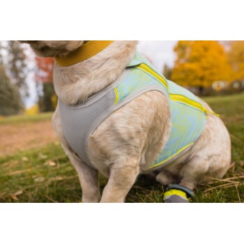 Nahaufnahme eines hellen Hundes in einem grauen Netz- und hellblauen Geschirr, umgeben von einem lebhaften Herbsthintergrund.