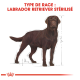 Illustration d'un Labrador Retriever, étiqueté "TYPE DE RACE : LABRADOR RETRIEVER STÉRILISÉ," avec des mesures de hauteur indiquées.
