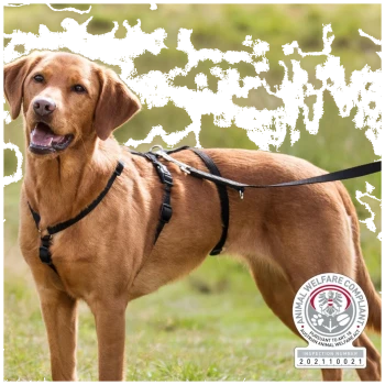 Ein brauner Hund, der ein schwarzes Geschirr und eine Leine trägt, steht im Freien, mit einem verschwommenen Gesicht und einem grünen Hintergrund.