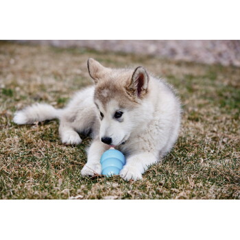 Puszysty jasny szczeniak husky leżący na trawie, liżący niebieską zabawkę KONG