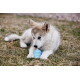 Puszysty jasny szczeniak husky leżący na trawie, liżący niebieską zabawkę KONG